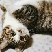 Image of ターくん