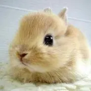 みん