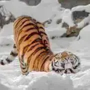 はむ