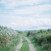 ヨウの画像