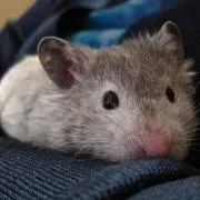 Tammy