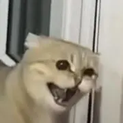 ねこちょびんの画像