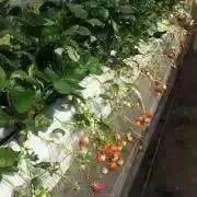 いちご★8月末まで限定価格中★の画像