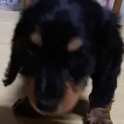 チャコ