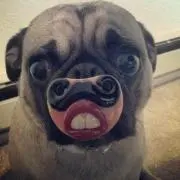 ミミルルの画像