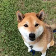 aceの画像