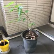 GREENの画像