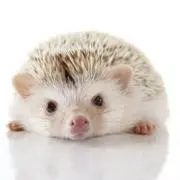 たわしの画像