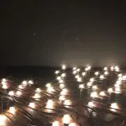 Chipsの画像