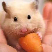 さーちゃん