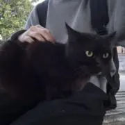 ももちの画像