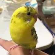 きらの画像