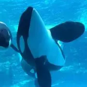 シャチの画像