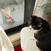 テイトの画像