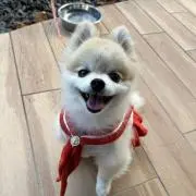 ponta