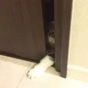 つぐみの画像