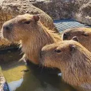 たこやきの画像
