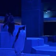 piyoの画像