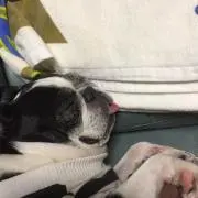 もん