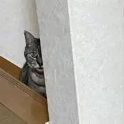 公安あっくん