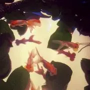 きゅん太郎