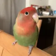鵜ノの画像