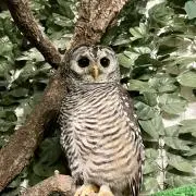 のんた
