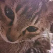 gaochan＊