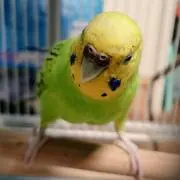ひかりの画像
