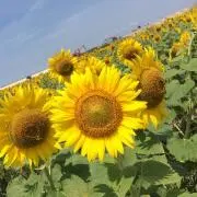 Bocchiの画像