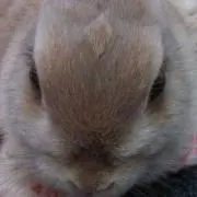 ハリの画像