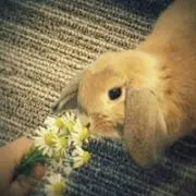 アロマくんの画像