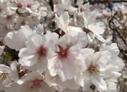 さくらんぼ