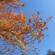 ポチの画像