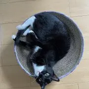 oym kidsの画像