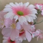みんみん(プロフ必読☆)の画像