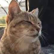 り