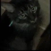 まほの画像
