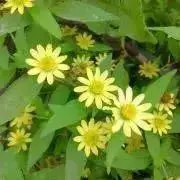 ころんの画像