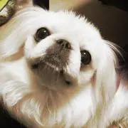 杏