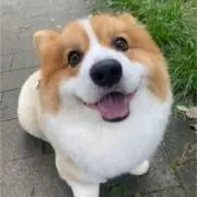 あおいむらさき