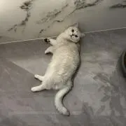 ふわふわの画像