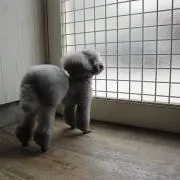 ふぃずの画像