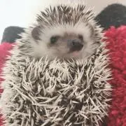 ただのハリネズミ飼いの画像