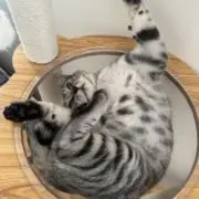 よしの画像