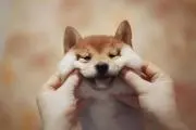 柴の画像