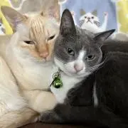 野良猫☆プロフ必読の画像