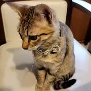 ブランクダイバーの画像