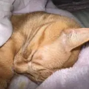 ユーミンの画像