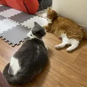 みゆきの画像